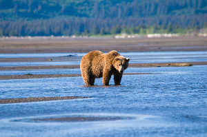 Katmai National Park