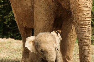 Lets go on a Safari