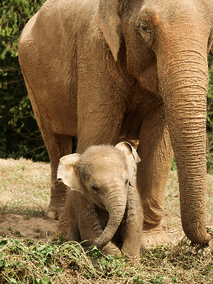 Lets go on a Safari